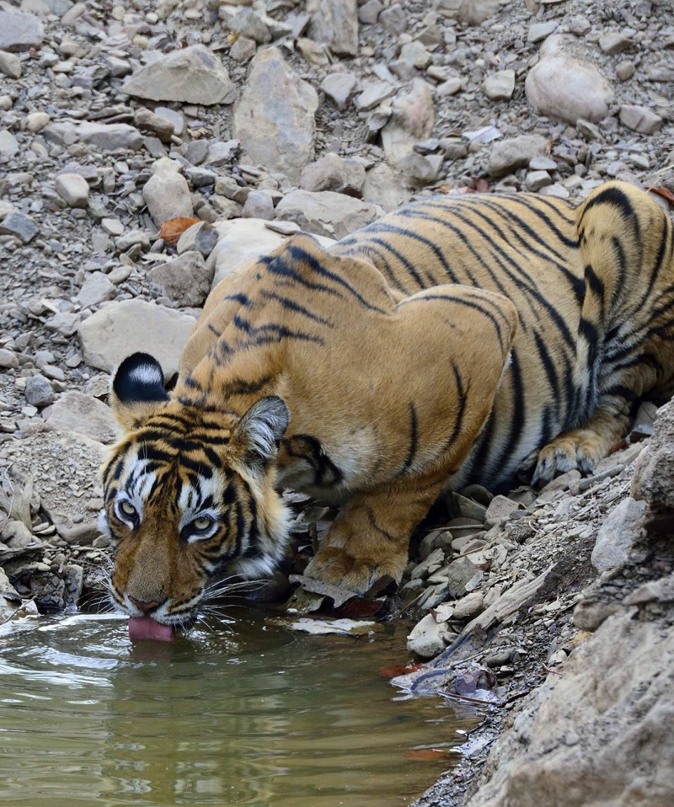 tijger  ©Martin van Lokven