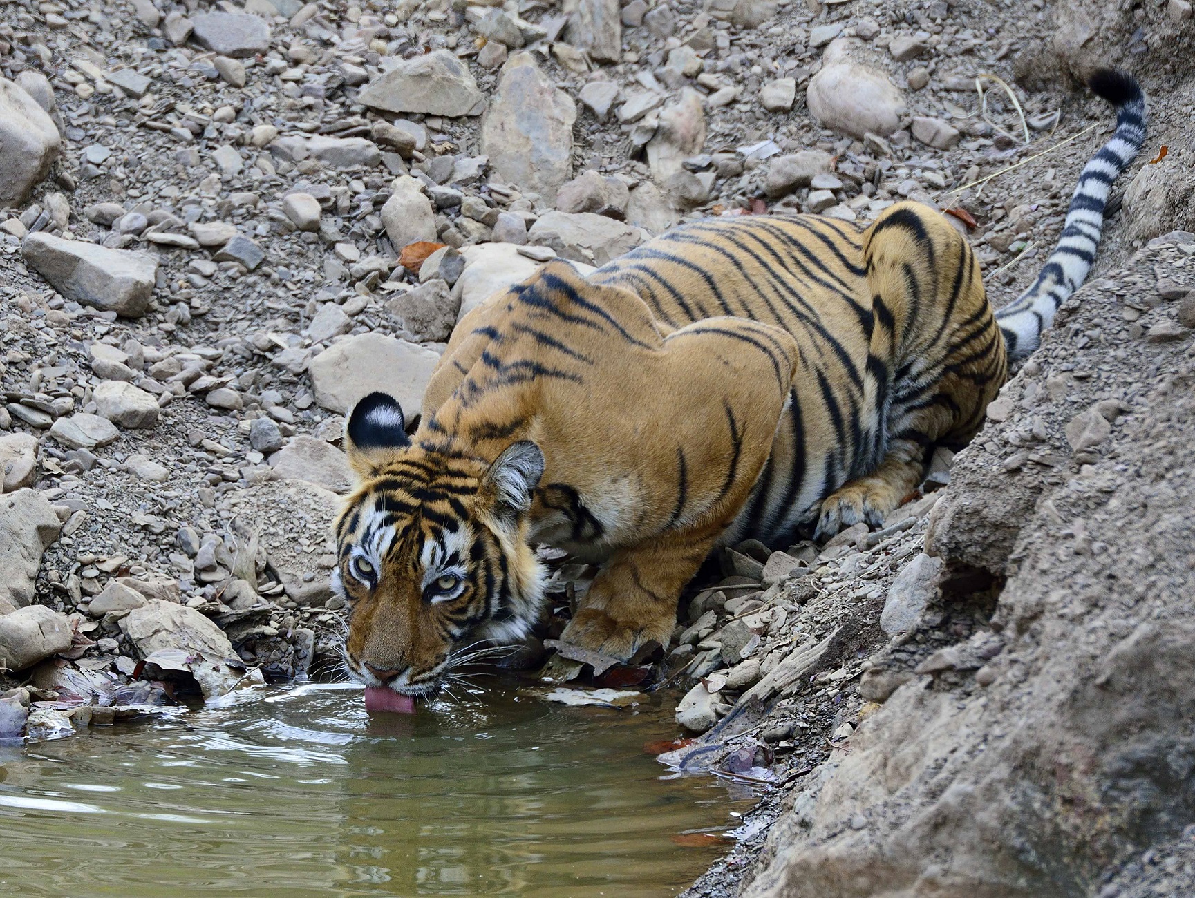 tijgers fotograferen India, tijger Ranthambhore