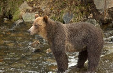 Grizzly Knight Inlet