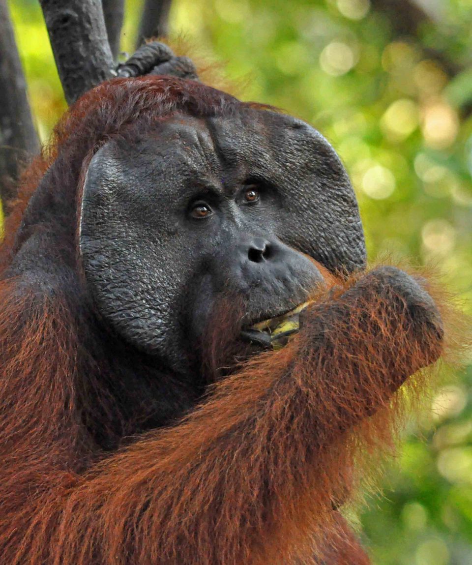 Orang-oetan mannetje Tanjung Puting ©All for Nature Travel