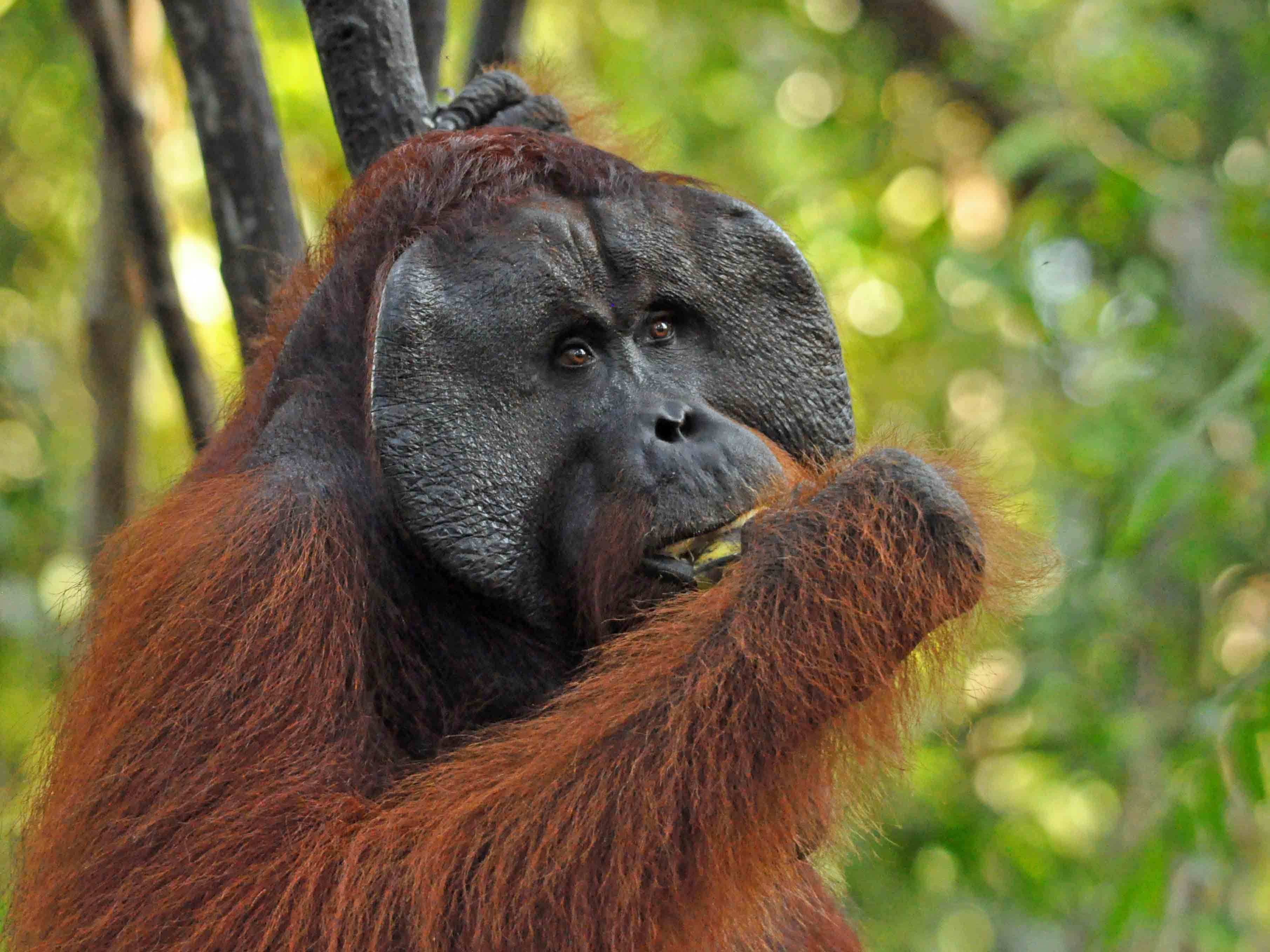 roang-oetan, tanjung puting, borneo