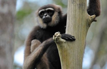 Gibbon © All for Nature Travel