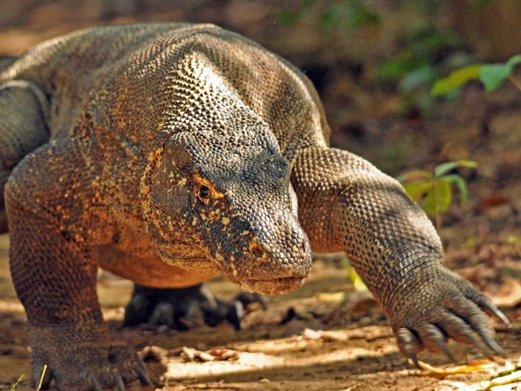 komodo, komodovaraan, komodo island
