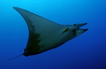 mantarog Santa Maria