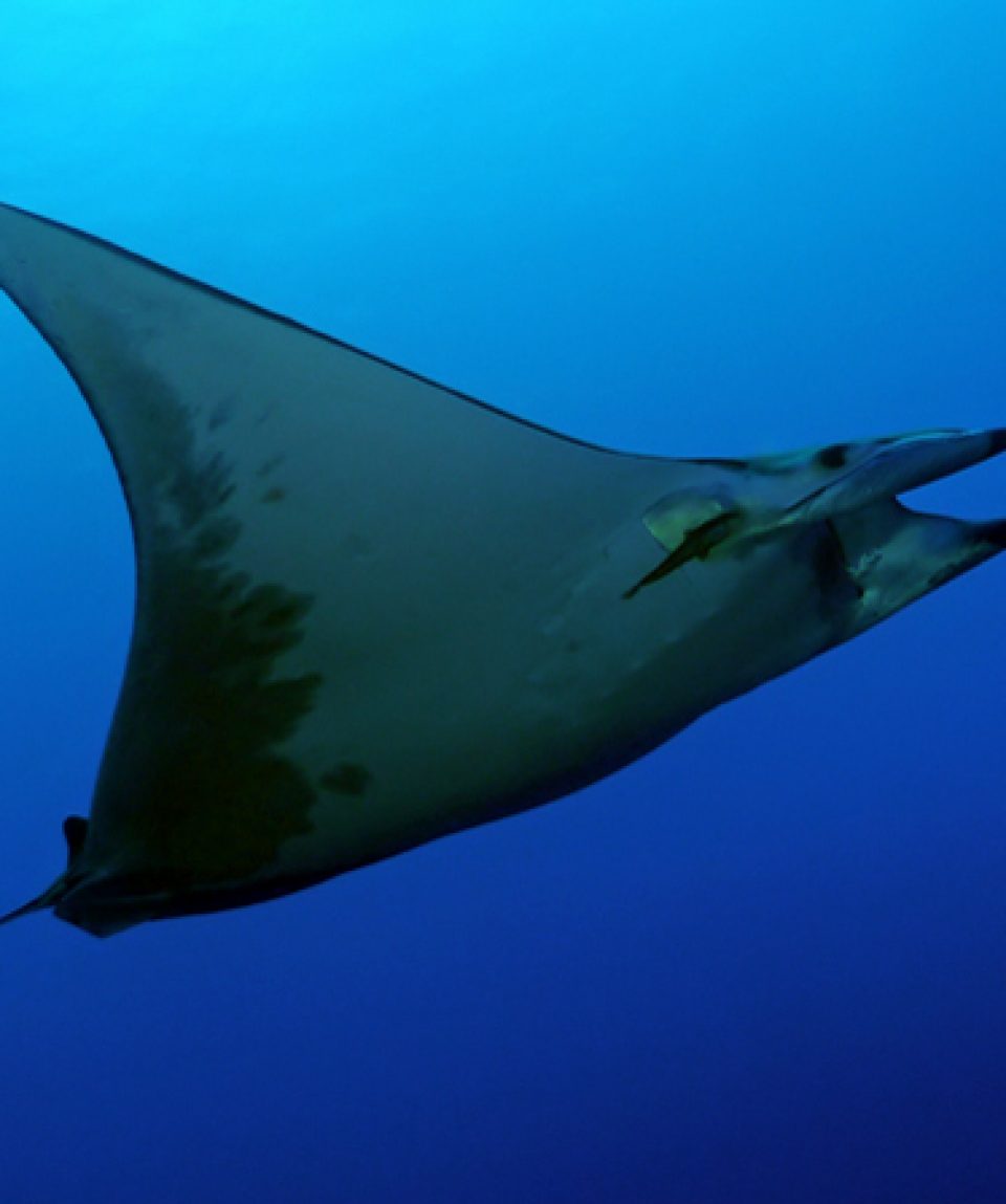 mantarog Santa Maria