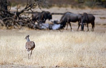 reuzentrap Kgalagadi