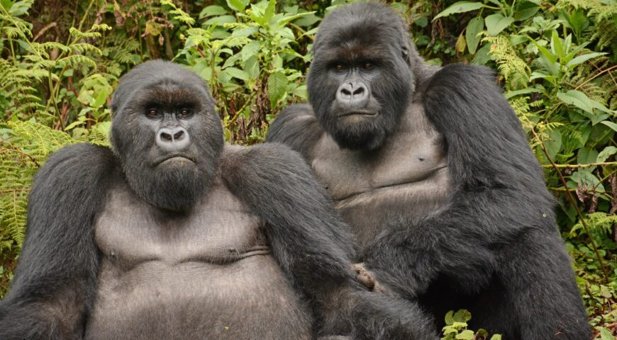 Gorilla friends Rwanda ©All for Nature Travel