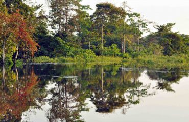 Odzala Forest