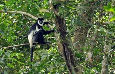 Colobus © All for Nature Travel