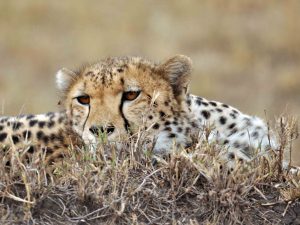 cheeta, masai mara