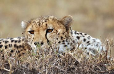 cheeta Masai Mara © All for Nature Travel