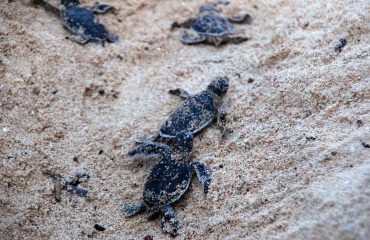 zeeschildpadden uit het ei