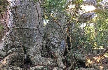 baobab Chole Island