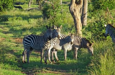 zebra's Lower Zambezi © All for Nature Travel