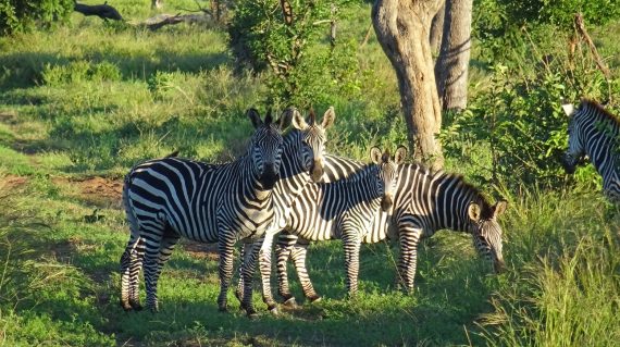 zebra's Lower Zambezi © All for Nature Travel