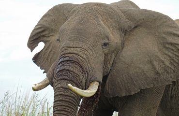 Olifant Lower Zambezi © All for Nature Travel