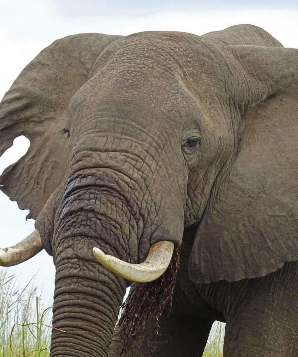 Olifant Lower Zambezi © All for Nature Travel