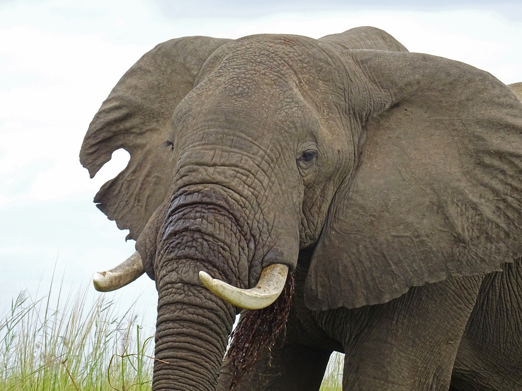 Olifant, Lower Zambezi, Zambia