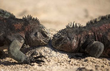 Marine iguana ©Yolanda-Escobar-Jiménez