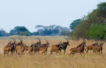 Sabelantilopen Kafue