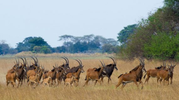 Sabelantilopen Kafue
