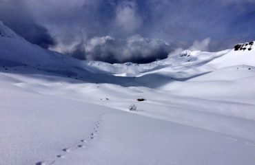 Sporen van de wolf in de sneeuw