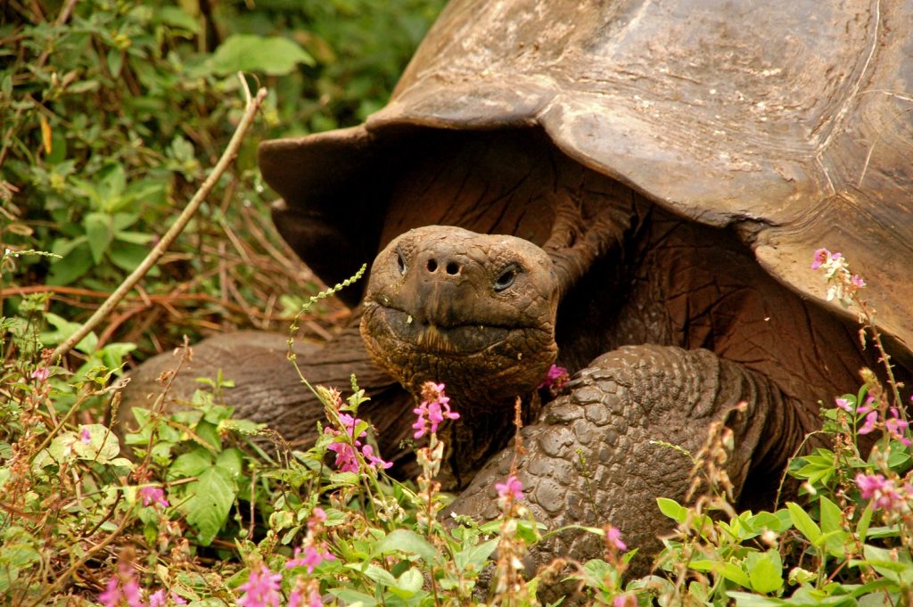 Galapagos reuzenschildpad