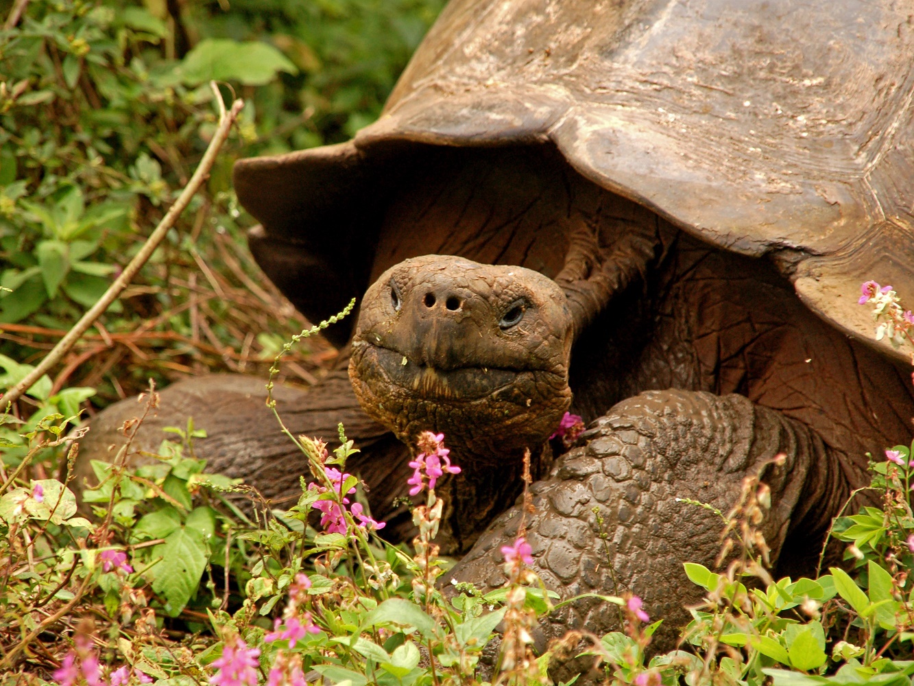 reuzenschildpad Galapagos © All for Nature Trave