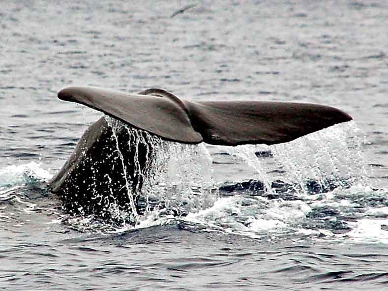 Fluke potvis Pico ©All for Nature Travel