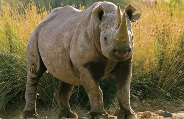 Zwarte neushoorn Namibië © Mike Myers