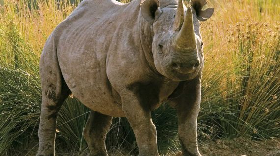 Zwarte neushoorn Namibië © Mike Myers