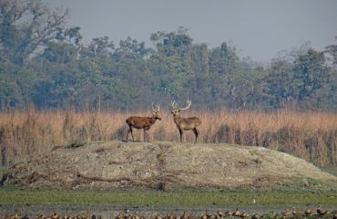 Barasingha Kishanpur Sanctuary web