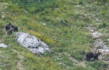 Beren Abruzzo moeder met jongen © Umberto