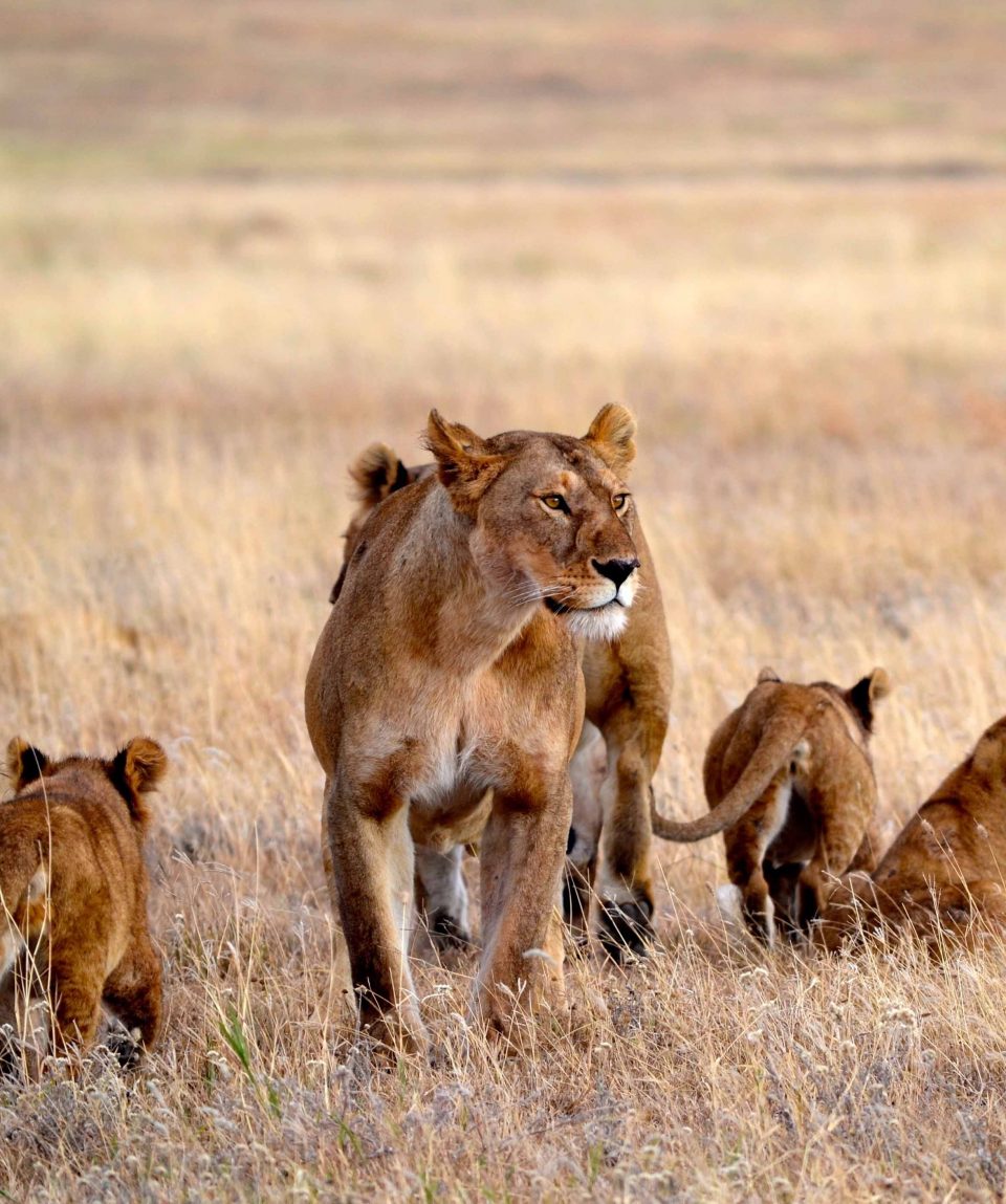 Serengeti ©Allan-Earnshaw