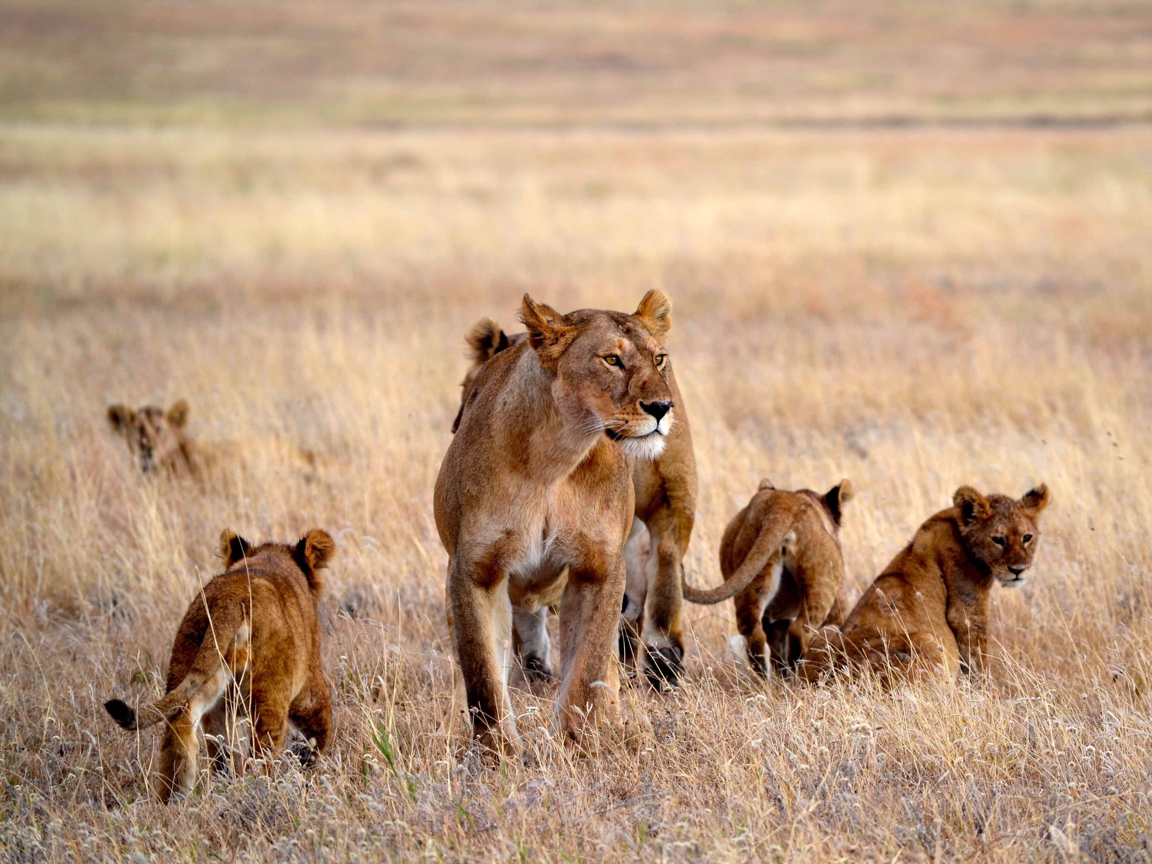 leeuw Serengeti, safari Serengeti