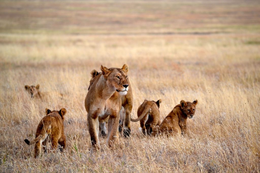 leeuw, Namiri Plains, Serengeti