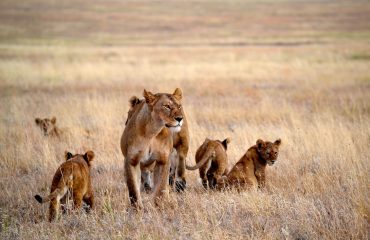 Leeuwen Namiri Plains Serengeti ©Allan Earnshaw