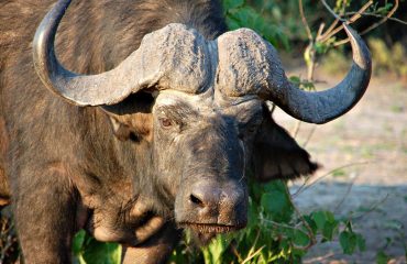 Buffel Chobe NP © All for Nature Travel