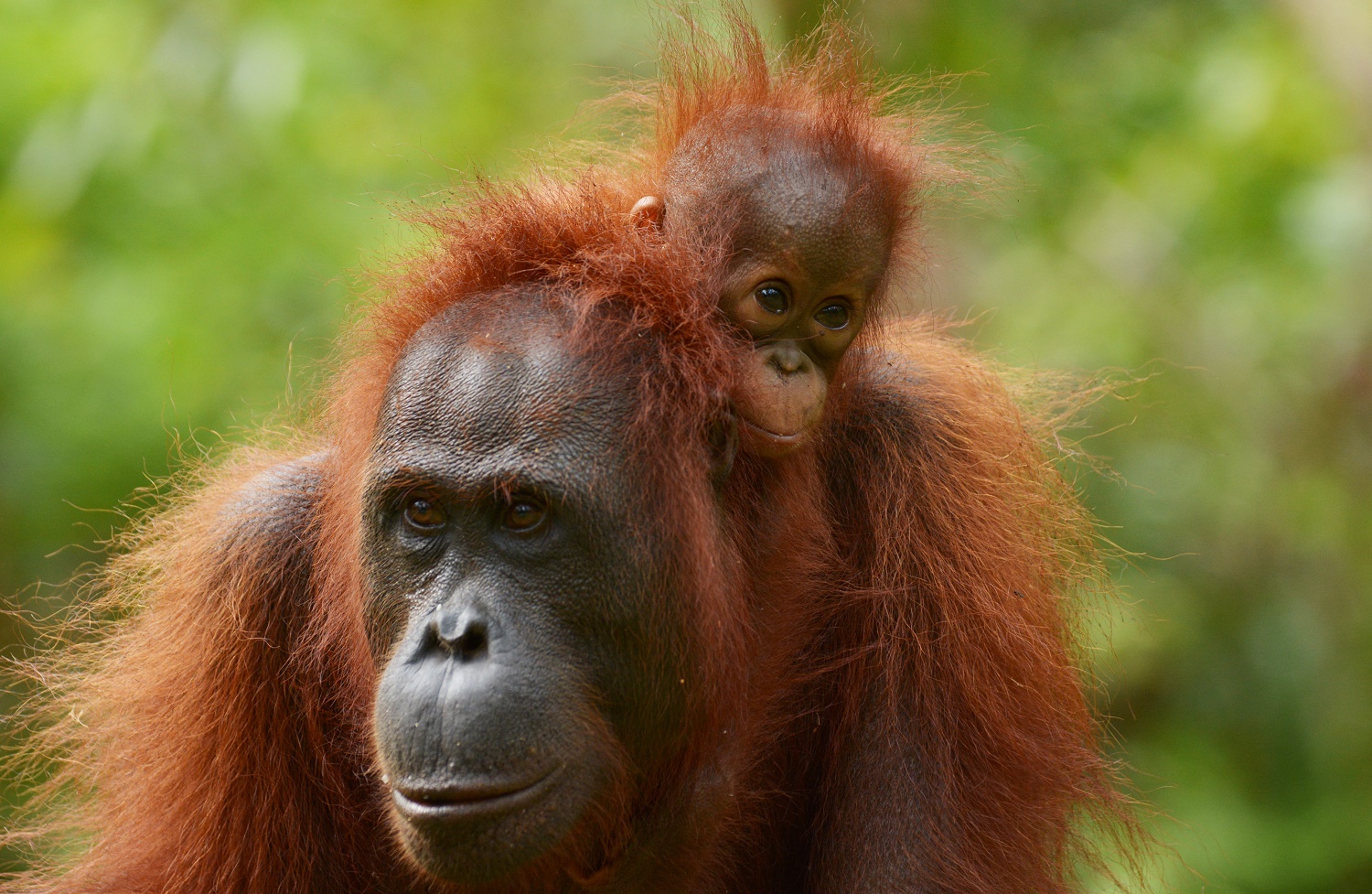 Nieuw Borneo: Orang-oetan Conservation Tour | All for Nature Travel OB-44