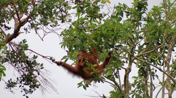 C.ID. wilde orang-oetan © Orangutan Foundation