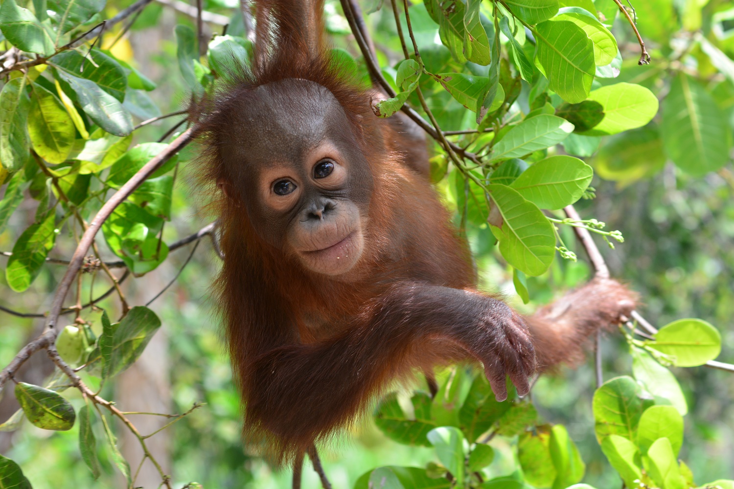 Fonkelnieuw Borneo: Orang-oetan Conservation Tour | All for Nature Travel ER-28