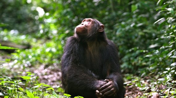 Chimpansee Kyambura Gorge met dank aan Volcanoes Safaris