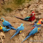 ara, claylick, tambopata, rainforest expeditions