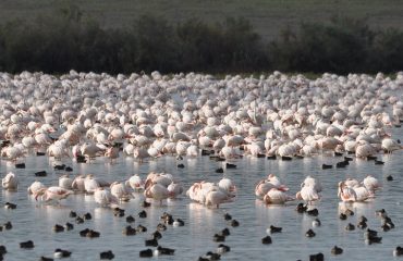 Coto Donana flamingos @All for Nature Travel