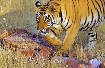 Tijger India met dank aan Dhr. Stam