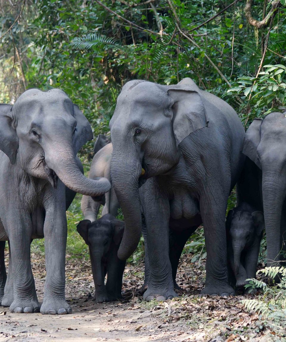Olifanten Kaziranga met dank aan Dhr. Stam