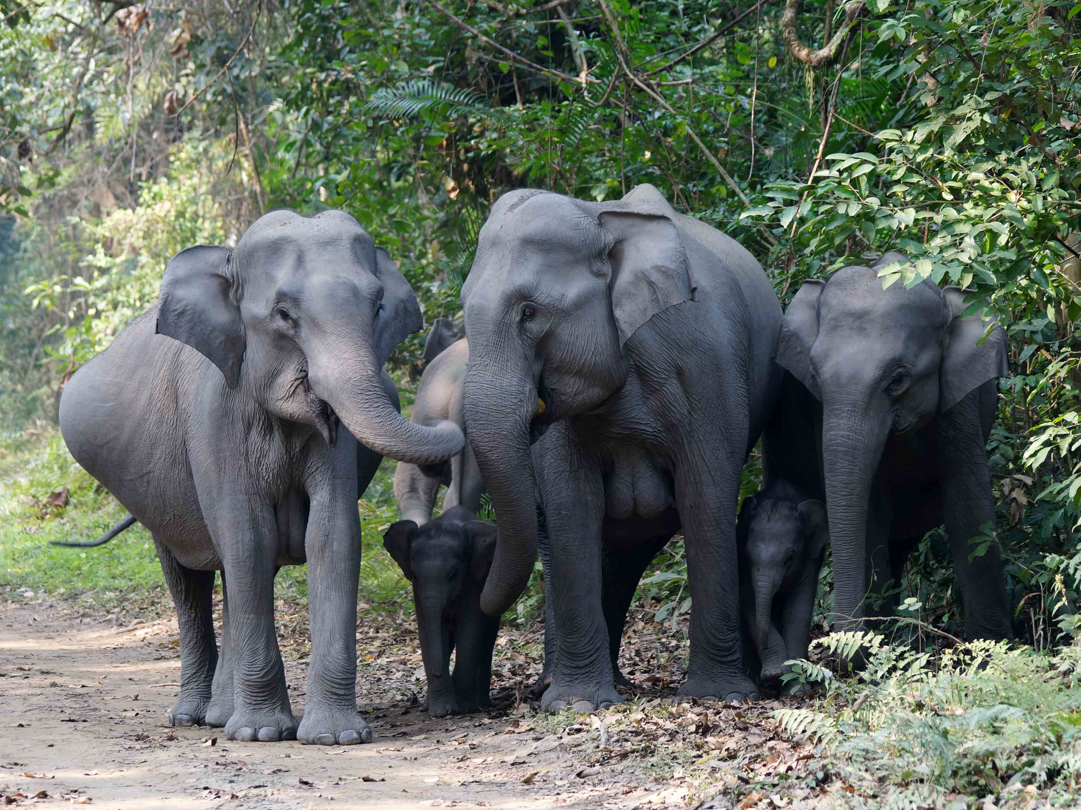 Olifant, Aziatische olifant, Kaziranga, India