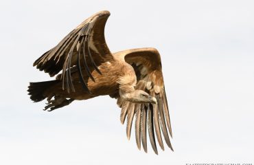 Vale gier Faia Brava met dank aan K. Nobelen