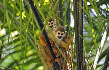 Doodshoofdaapje Napo Wildlife Center
