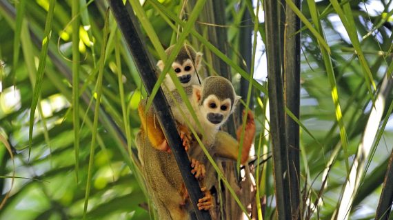 Doodshoofdaapje Napo Wildlife Center